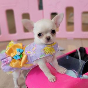 Chihuahua talie toy, par scurt, genetica deosebită 