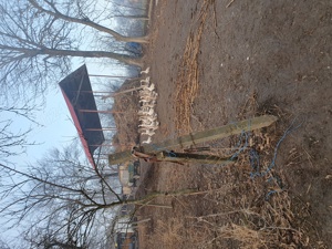 Vind  giste crescute  în gospodarie. - imagine 4