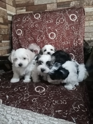Bichon de vânzare 