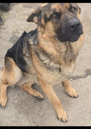 Vand Ciobănesc German - imagine 4