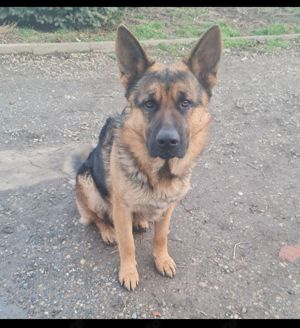 Vand Ciobănesc German - imagine 3