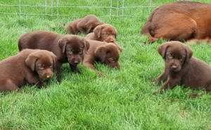 Labrador retriever ciocolatiu