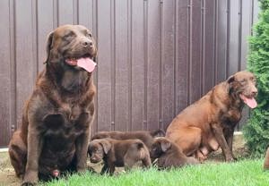 Labrador retriever ciocolatiu - imagine 2