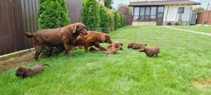 Labrador retriever ciocolatiu - imagine 3