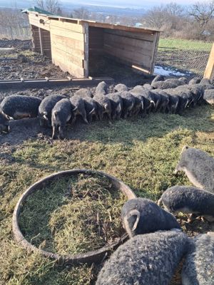 Vand porci mangalița - imagine 6