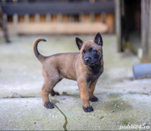 Pui din rasa Ciobanesc Belgian Malinois cu Pedigree tip A