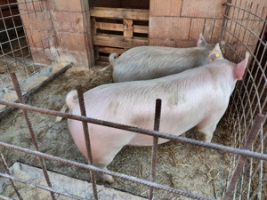 Vând porci 100-150kg - imagine 2