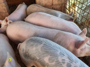 Vând porci de carne 