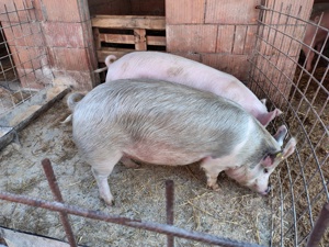 Vând porci 100-150kg - imagine 3