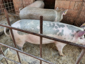 Vând porci 100-150kg - imagine 4