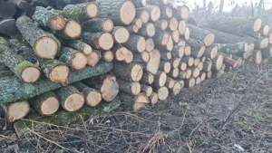 lemn pentru foc - imagine 3