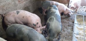 De vanzare - Porci mari pentru Crăciun  - imagine 3 De vanzare - Porci mari pentru Crăciun  - imagine 3