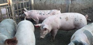 De vanzare - Porci mari pentru Crăciun  - imagine 2 De vanzare - Porci mari pentru Crăciun  - imagine 2