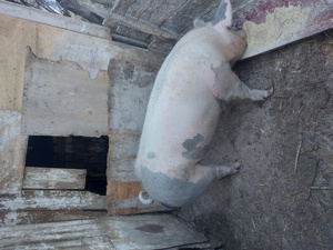 Porc de carne de vanzare