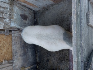 Porc de carne de vanzare - imagine 3 Porc de carne de vanzare - imagine 3