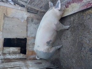 Porc de carne de vanzare - imagine 2 Porc de carne de vanzare - imagine 2