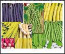 20 seminte Fasole urcatoare pitica -pastaie violet verde galbena