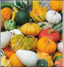 20 seminte  dovlecel ornamental  cu fructe mari, de forme si culori diferite. - imagine 1