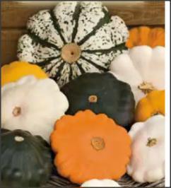 20 Seminte de Dovlecel Patison mixt - de diferite culori:, alb, portocaliu, verde.