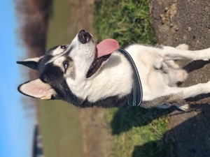 Husky Siberian  - imagine 2