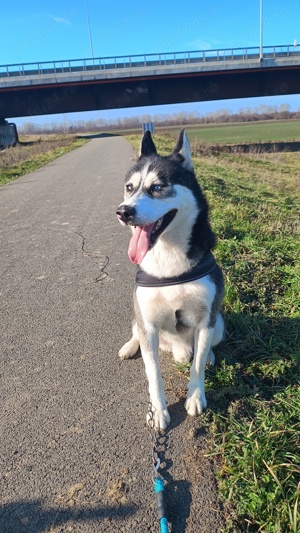 Husky Siberian 