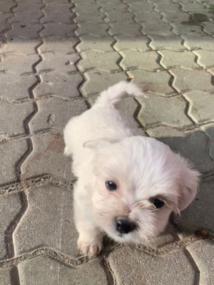 bichon maltez alb 2 luni