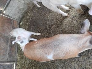 porci de vanzare  - imagine 3