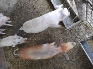 porci de vanzare  - imagine 4