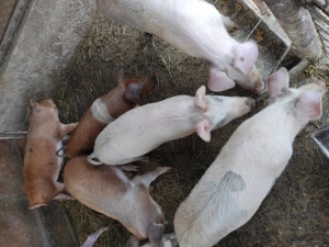 porci de vanzare  - imagine 2