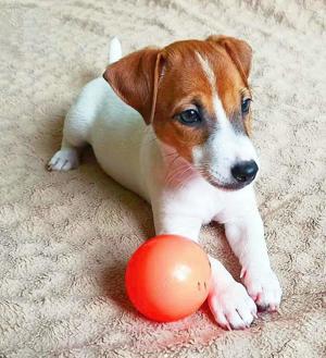 Disponibili Jack Russell Terrier-rasă energică și rezistenta 