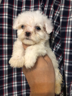 bichon maltez alb 2 luni - imagine 2
