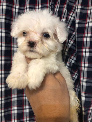 bichon maltez alb 2 luni