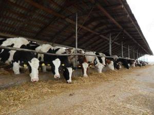 Angajăm Tehnician Veterinar la ferma Mociar de langa Reghin