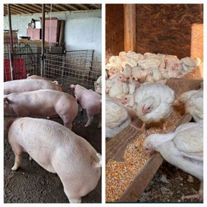 Porci si pui de carne crescuti in gospodarie proprie 
