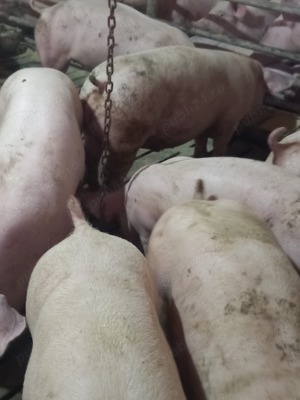 Vând porci de la 30 la 70 kg - imagine 3