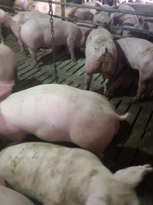Vând porci de la 30 la 70 kg - imagine 2