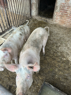 porci de rasă - imagine 2 porci de rasă - imagine 2