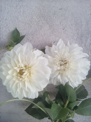 bulbi de dalii colorate