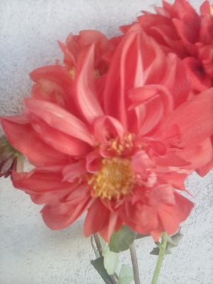 bulbi de dalii colorate - imagine 3