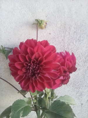 bulbi de dalii colorate - imagine 2