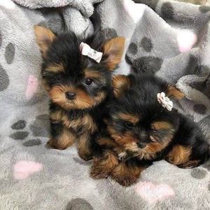 Yorkshire Terrier talia cea mai mica, 2 luni, nu lasa par, factura, garantie