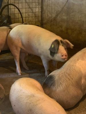 Vand porci - purcei - rasa de carne, Pietrain - prețuri in descriere