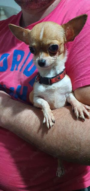 Chihuahua de poseta ,900g