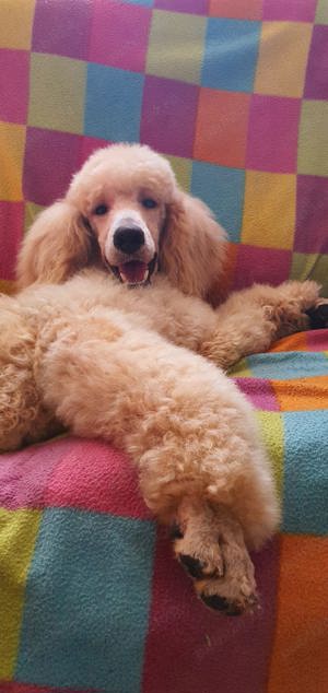 Pudel urias - imagine 2