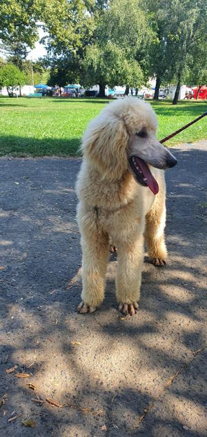 Pudel urias - imagine 3