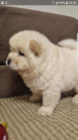 Chow chow   - imagine 3