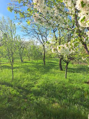 Teren intravilan 950mp în Măneciu, Prahova - imagine 3