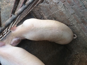Vand porci duroc de carne de 8 luni - imagine 4