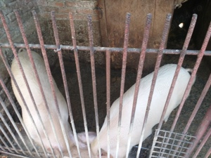 Vand porci duroc de carne de 8 luni - imagine 2