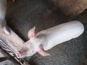 Vand porci duroc de carne de 8 luni - imagine 3